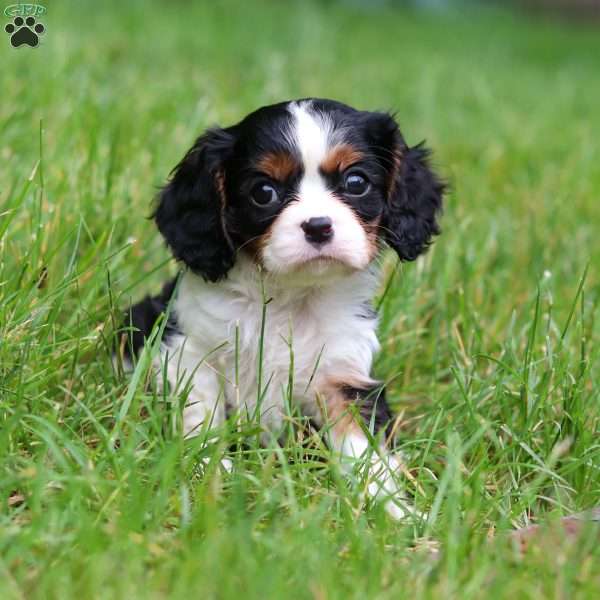 Andre, Cavalier King Charles Spaniel Puppy